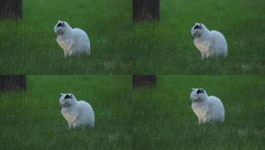 公园草地上的猫一束光打到身上高清在线视频素材下载