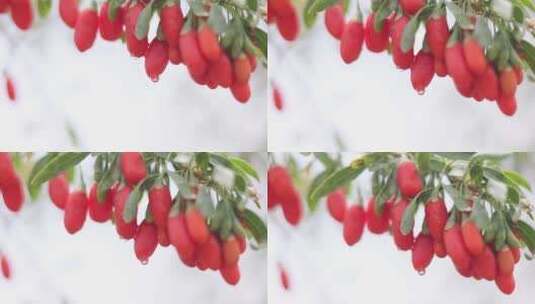 红枸杞果带露水高清在线视频素材下载