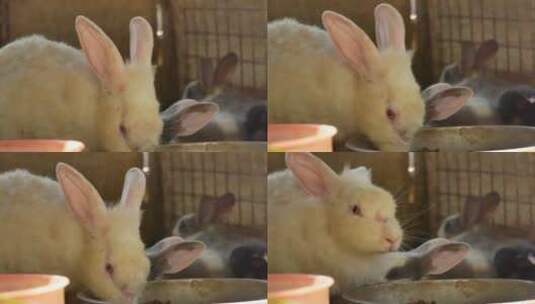 吃食的兔子高清在线视频素材下载