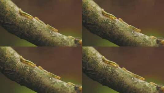 树上排队爬行的毛毛虫高清在线视频素材下载