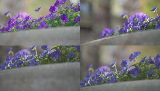 【合集】欧式建筑蓝色小花盆景02高清在线视频素材下载