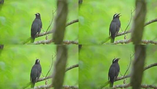 森林树枝上的黑色小鸟高清在线视频素材下载