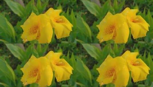 黄色美人蕉花卉植物高清在线视频素材下载