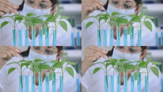 植物学家高清在线视频素材下载