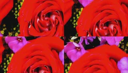 绽放的花朵 (3)高清在线视频素材下载