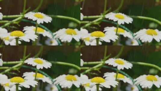 雨滴落在白色雏菊上高清在线视频素材下载