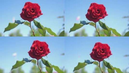 红玫瑰在阳光下摇曳高清在线视频素材下载