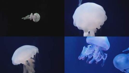 水族馆 水母高清在线视频素材下载