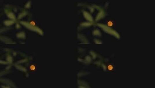 十五月亮中秋节赏月元宵节满月圆月树林月亮高清在线视频素材下载