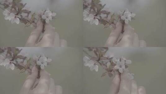 夏天海棠花赏花高清在线视频素材下载