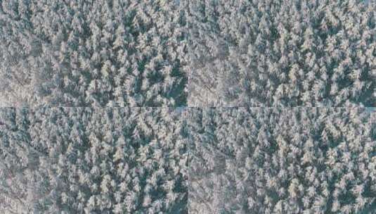 航拍下雪的树林高清在线视频素材下载