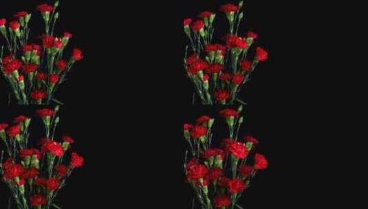 红色的康乃馨花间隔拍摄高清在线视频素材下载