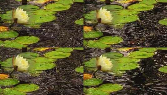 漂浮着叶子的池塘里的白色莲花高清在线视频素材下载