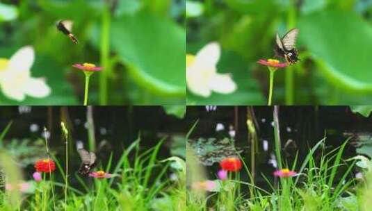 蝴蝶镜头高清在线视频素材下载