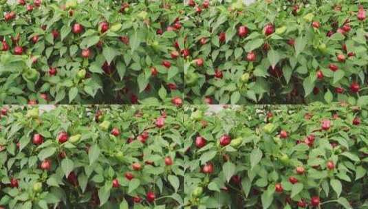 盆栽的辣椒15高清在线视频素材下载