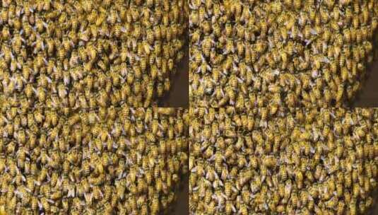 蜜蜂 蜂窝高清在线视频素材下载