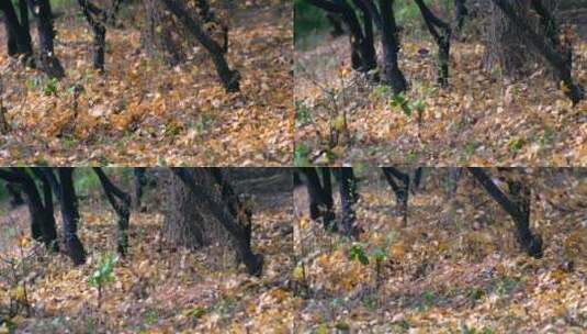 4K升格实拍秋天清理树林里的落叶枯叶高清在线视频素材下载