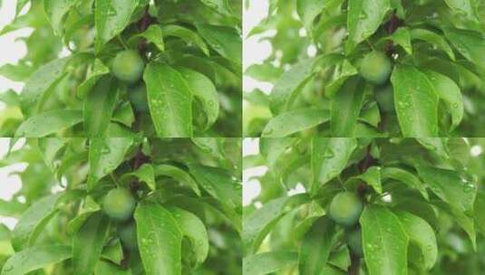 成长中的李子树长出青色果实高清在线视频素材下载