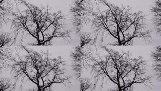 树木的剪影高清在线视频素材下载