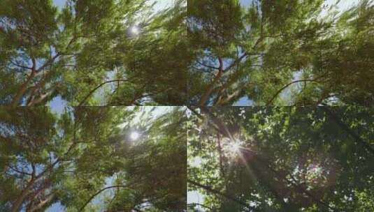 森林树林树叶阳光光线光影自然绿色大树氧吧高清在线视频素材下载