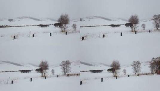 冬天雪景高清在线视频素材下载