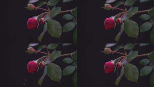 慢镜头特写雨后落在花骨朵上的水滴情绪高清在线视频素材下载