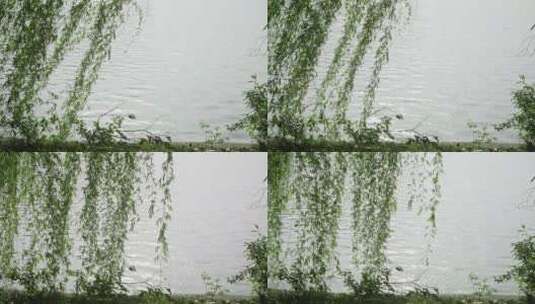 春天柳条与波光粼粼的水面相互映衬高清在线视频素材下载