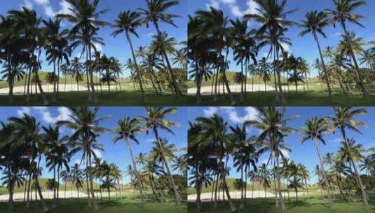海滩的棕榈树高清在线视频素材下载