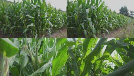 包谷玉米种植高清在线视频素材下载