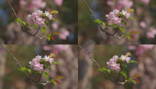 一枝海棠花高清在线视频素材下载