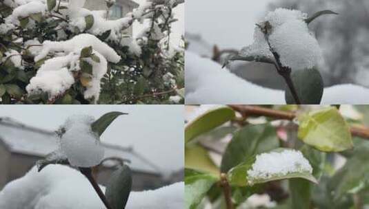 叶子上的白雪合集高清在线视频素材下载