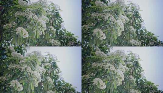 春天春暖花开樱花石楠花植物视频高清在线视频素材下载