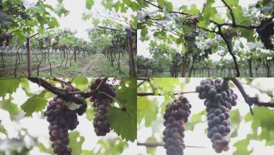 农业葡萄种植园高清在线视频素材下载