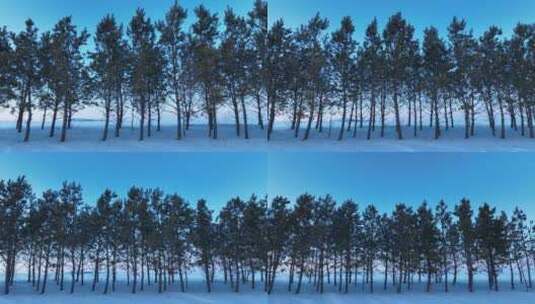 冬季樟子松防风林雪景高清在线视频素材下载