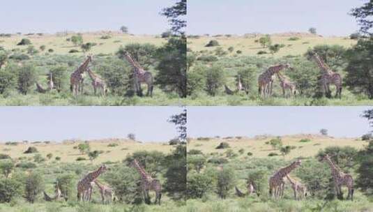 一群长颈鹿悠闲自在进食高清在线视频素材下载