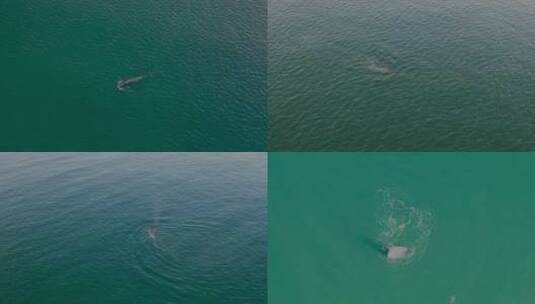 深圳大鹏湾胡布氏鲸鱼视频高清在线视频素材下载