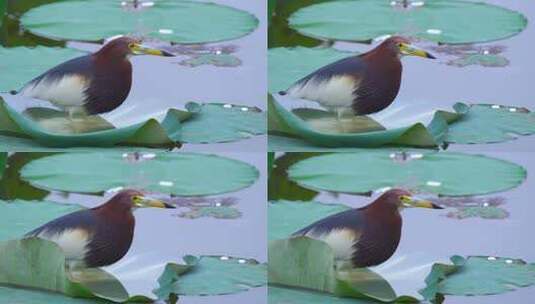水塘荷叶上的一只池鹭A高清在线视频素材下载