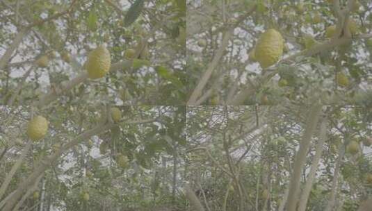 柠檬种植高清在线视频素材下载
