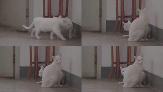 Z两只猫 白猫高清在线视频素材下载