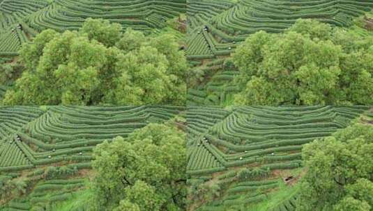 茶园 茶山 龙井茶园 采茶高清在线视频素材下载