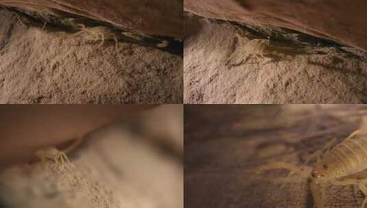 岩石下爬行的蝎子高清在线视频素材下载