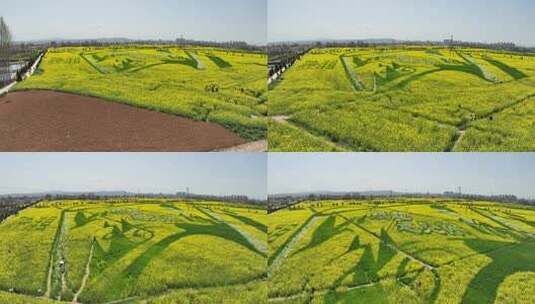 4k高清汉中洋县油菜花海高清在线视频素材下载