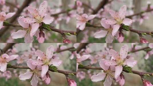 春天盛开的桃树花朵高清在线视频素材下载