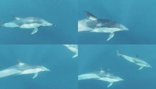 海豚 海豚捕鱼 海洋生物 一群海豚高清在线视频素材下载