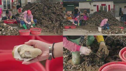 海鲜市场的女工人们正在忙碌的开生蚝高清在线视频素材下载