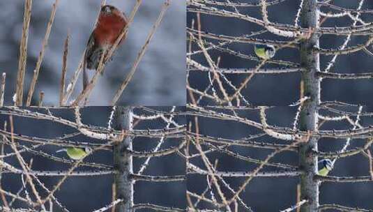 春冬季节树枝上的小鸟高清在线视频素材下载