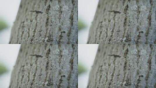 【正版素材】春天树上蚂蚁FX0446高清在线视频素材下载