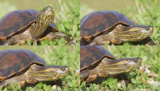 矮胖的硬壳乌龟，奥比尼的滑块，trachemys dorbigni伸出脖子，走着sl高清在线视频素材下载