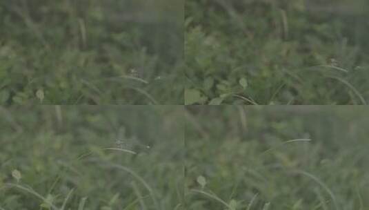 夏日森林湿地公园草丛上逗留的蜻蜓高清在线视频素材下载