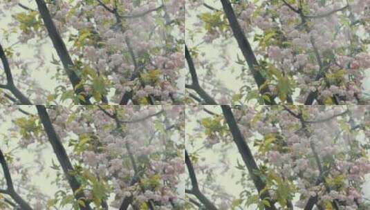 樱花4K 慢镜头 植物高清在线视频素材下载
